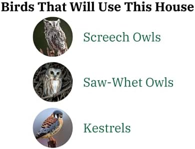 Poly Screech Owl Nesting Box, Saw-Whet and Kestrel Owl House, Green and Tan