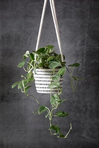 supermoss (54029 softweave hanging planters for indoor plants on a desk or shelf