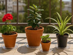70 packs 12" clear plant saucers for indoor, front angle view