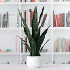beebel artificial snake plant 22 inch fake sansevieria, package contents