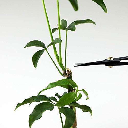 wazakura satsuki bonsai scissors 7in, japanese carbon steel, package contents