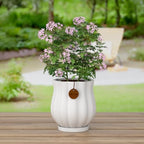 7.1" matte white ceramic plant pot with saucer, package contents