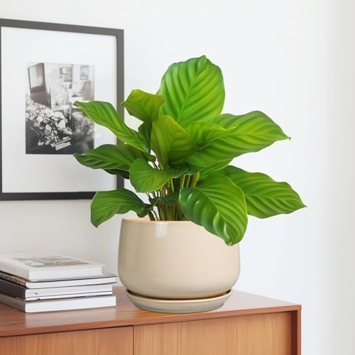 g epgardening ceramic planter, 7 inch plant pots showing dimensions