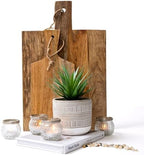 kurrajong farmhouse artificial plant | 8" fake plant on a desk or shelf