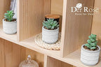 der rose 4 pack fake plants in striped, package contents