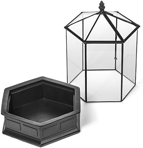 h potter six-sided glass terrarium wardian case succulent, close-up detail