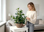 alphaacc fake indoor ficus plant in rattan basket, close-up detail