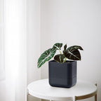 Phoenix Vine 6.5 Inch Wall Mounted Self-Watering Planter Pot for Indoor Houseplants and Herbs | Hanging Planter for Window Sills, Bathroom Walls, Home & Office Décor, Black, Set of 3, 01-C-E-3