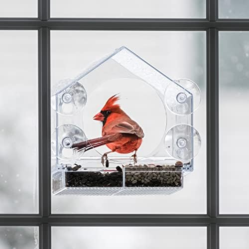window bird feeder with strong suction cups, bird, front angle view