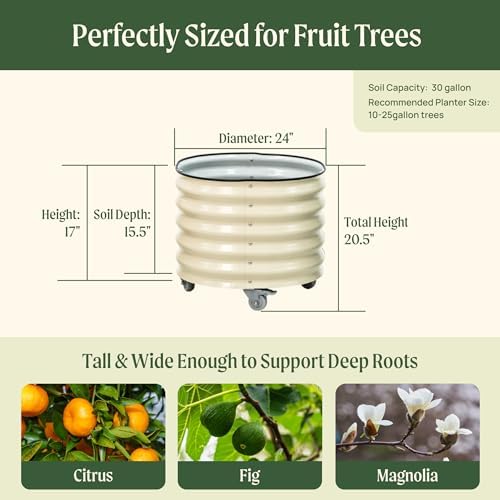 rolling metal citrus tree planter pot, 24″ round shown in use