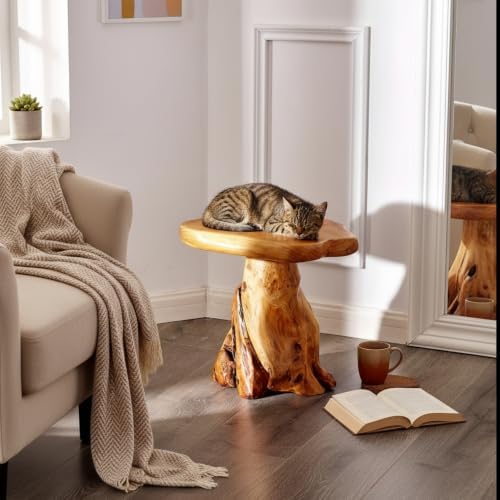 cedar wood stump mushroom stool live edge side, side view