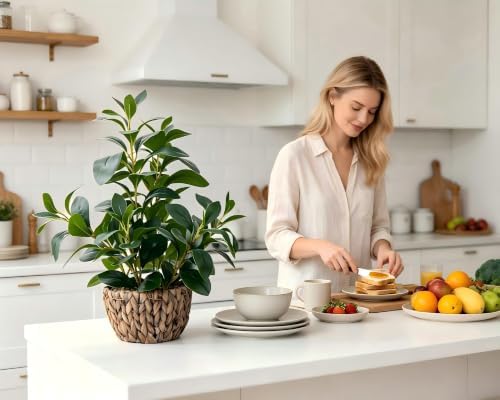 alphaacc fake indoor ficus plant in rattan basket showing dimensions