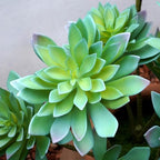 large artificial succulent plants, 20.8-inch gray-green spiky rosettes showing dimensions