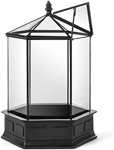 h potter six-sided glass terrarium wardian case succulent, front angle view