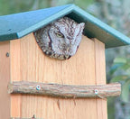 Screech Owl House Cedar Nesting Box with Poly Lumber Roof, Saw-Whet Owl Box for Outside, Drainage Ventilation, Easy Cleanout, Made in USA, Green