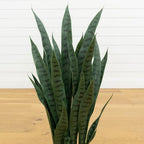 nearly natural 35in artificial snake plant with black showing dimensions