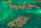 ez4garden fruits harvest collecting netting walnut olive chestnut, front angle view