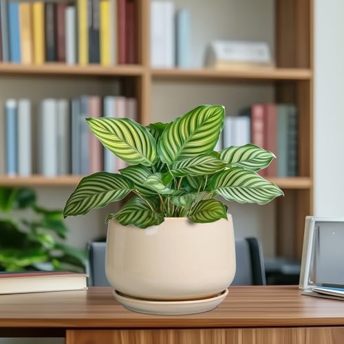 g epgardening ceramic planter, 7 inch plant pots, front angle view