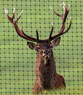 oldmacdonald deer and animal fence barrier netting (55gr/sq, main product view