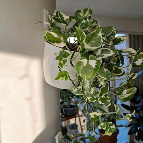 white hanging planter pots self watering vertical garden shown in use