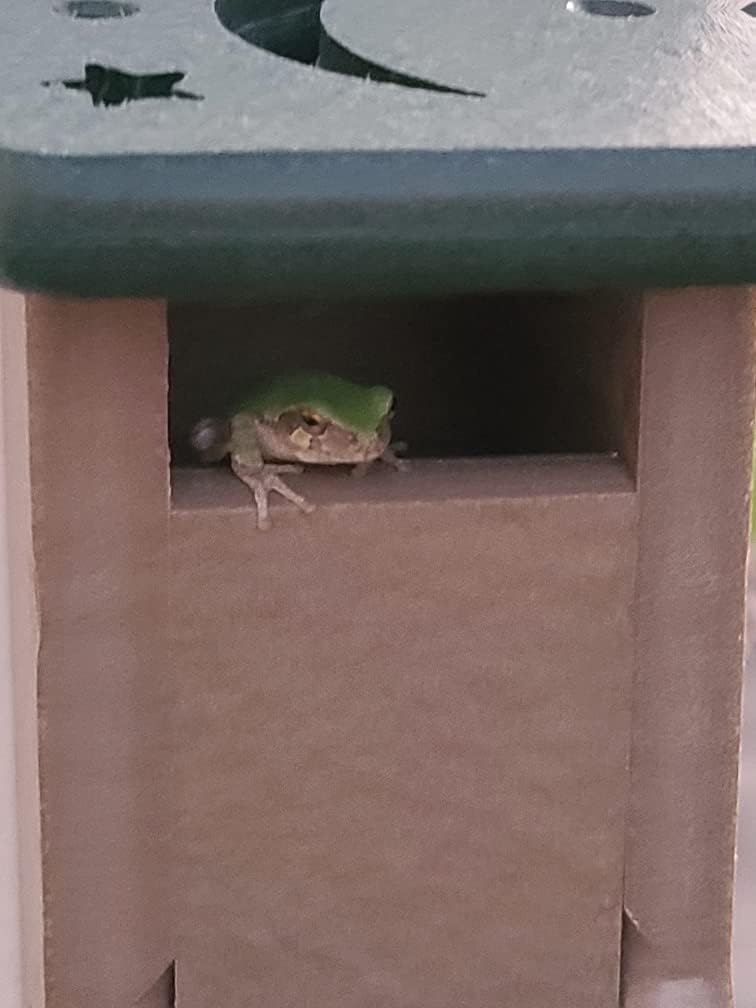 Deluxe Poly Lumber Tree Frog House - Attract Many Species of Tree Frogs - Made in the USA (Green Body/Brown Roof)