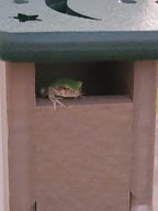 Deluxe Poly Lumber Tree Frog House - Attract Many Species of Tree Frogs - Made in the USA (Green Body/Brown Roof)