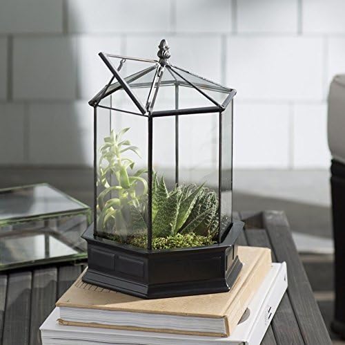 h potter six-sided glass terrarium wardian case succulent on a desk or shelf
