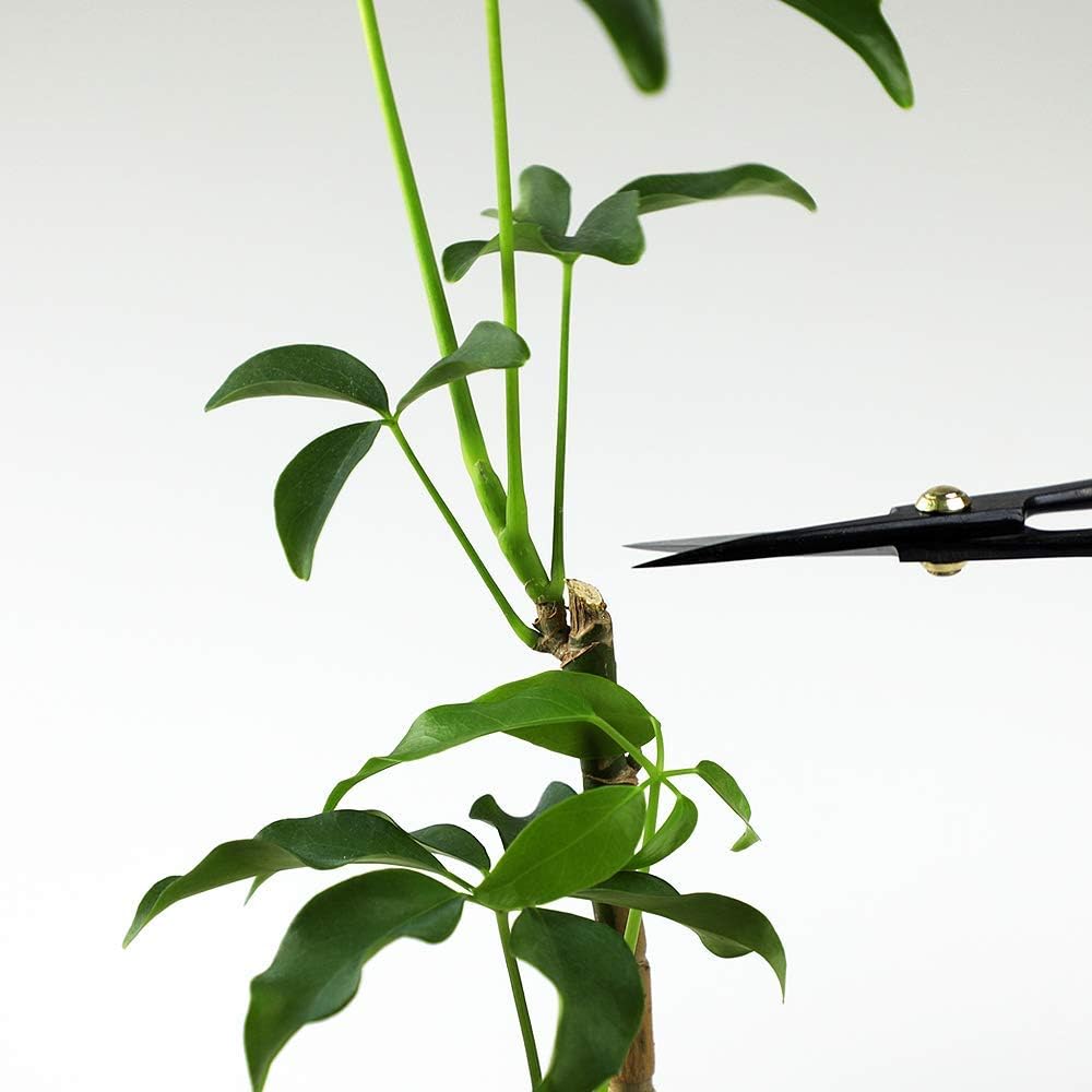 Wazakura Satsuki Bonsai Scissors, Made in Japan 7 inch (180 mm), Japanese Bonsai Garden Tools, Hasami Pruning Shears - Satsuki Style, Black