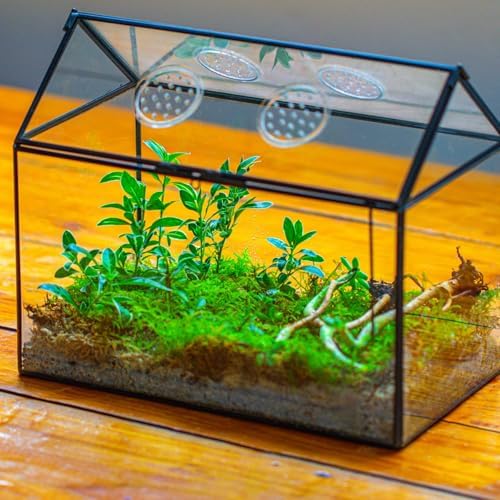 ncyp glass terrarium with lid and air holes on a desk or shelf