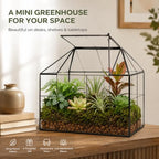 large glass terrarium house planter – succulent plant, close-up detail