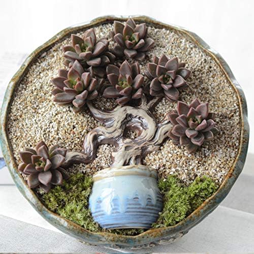 TOYPOPOR Coarse Silica Sand 2.2lb for Bonsai Cacti Succulent and Carnivorous Plant Mix