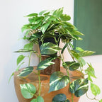 fake pothos hanging plants - 33" set of, view 9