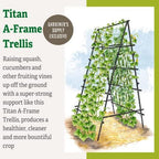 gardener's supply company titan a-frame trellis | strong, side view