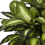 nearly natural 24 in artificial golden dieffenbachia plant showing dimensions