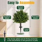 24.5 inch set of 2 topiary cedar trees shown in use