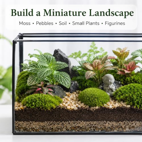 glass plant terrarium with lid, rectangular black metal on a desk or shelf