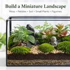 glass plant terrarium with lid, rectangular black metal on a desk or shelf