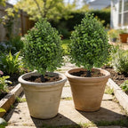 bdor 22" artificial boxwood topiary bushes ball trees on a desk or shelf