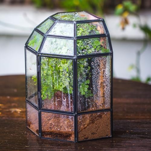 ncyp half dome geometric glass terrarium with door, side view