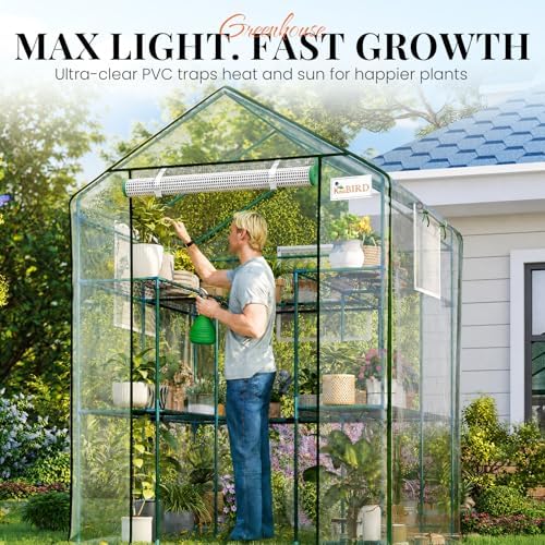 king bird premium greenhouse for outdoors, 56x56x77 upgraded on a desk or shelf