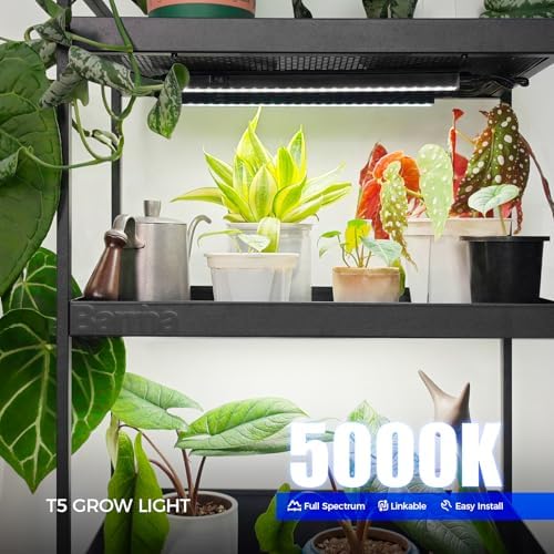 barrina t5 grow lights, 5000k full spectrum daylight shown in use