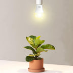 3 Pack Full Spectrum Grow Light Bulbs,A19 Grow Lights for Indoor Plants,Dimmable E26 9W Grow Bulb Replace up to 100W,Plant Lights for Indoor Growing,Flowers,Greenhouse,Indore