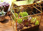 glass geometric plant terrarium,succulent & air planter for on a desk or shelf