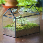 ncyp glass terrarium with lid and air holes, view 9