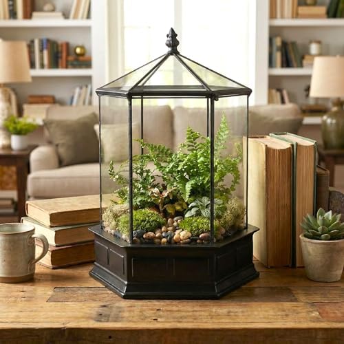 h potter six-sided glass terrarium wardian case succulent shown in use