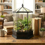 h potter six-sided glass terrarium wardian case succulent shown in use