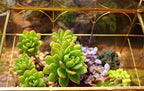 glass geometric plant terrarium,succulent & air planter for, front angle view