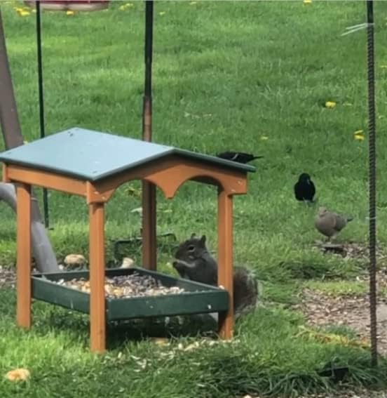 DutchCrafters Recycled Plastic Poly Large Covered Ground Fly Through Raised Platform Bird Feeder with Mesh Seed Tray - USA Amish Made (Turf Green & Cedar)