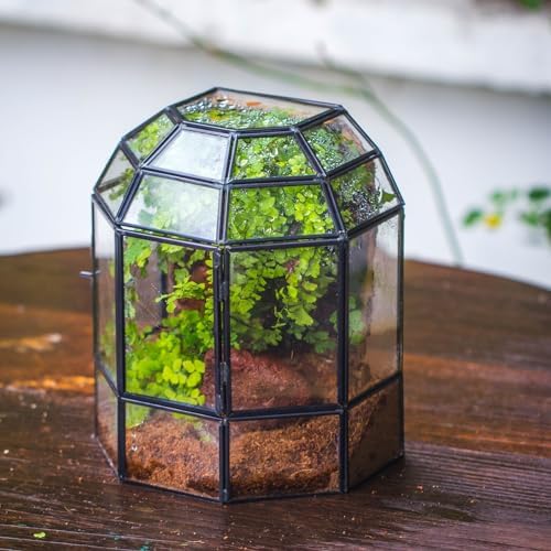 ncyp half dome geometric glass terrarium with door shown in use