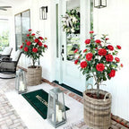 artificial camellia tree 2 pack, 3ft faux camellia, view 9